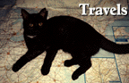 well traveled cat